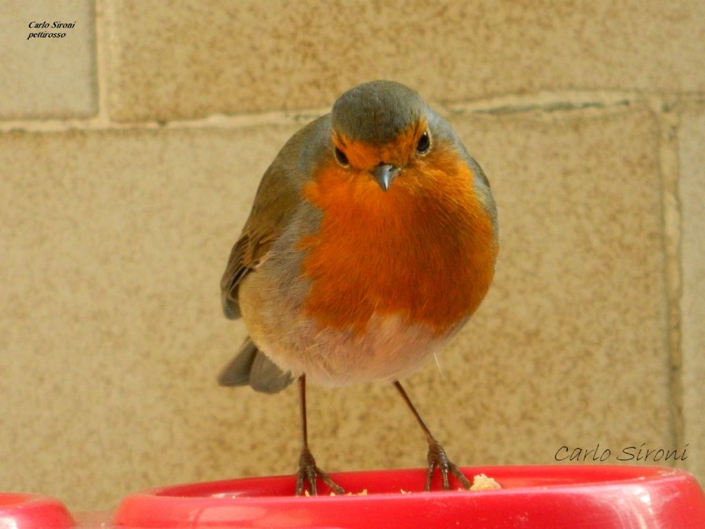 pettirosso e codirosso spazzacamino